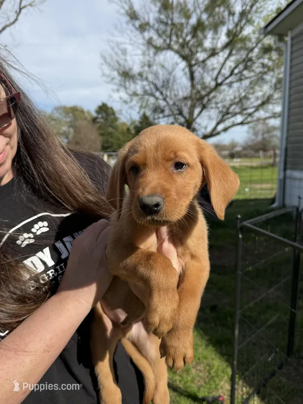 Red Male  – Great Pyrenees, Golden Retriever puppy for sale in Sulphur Springs, TX