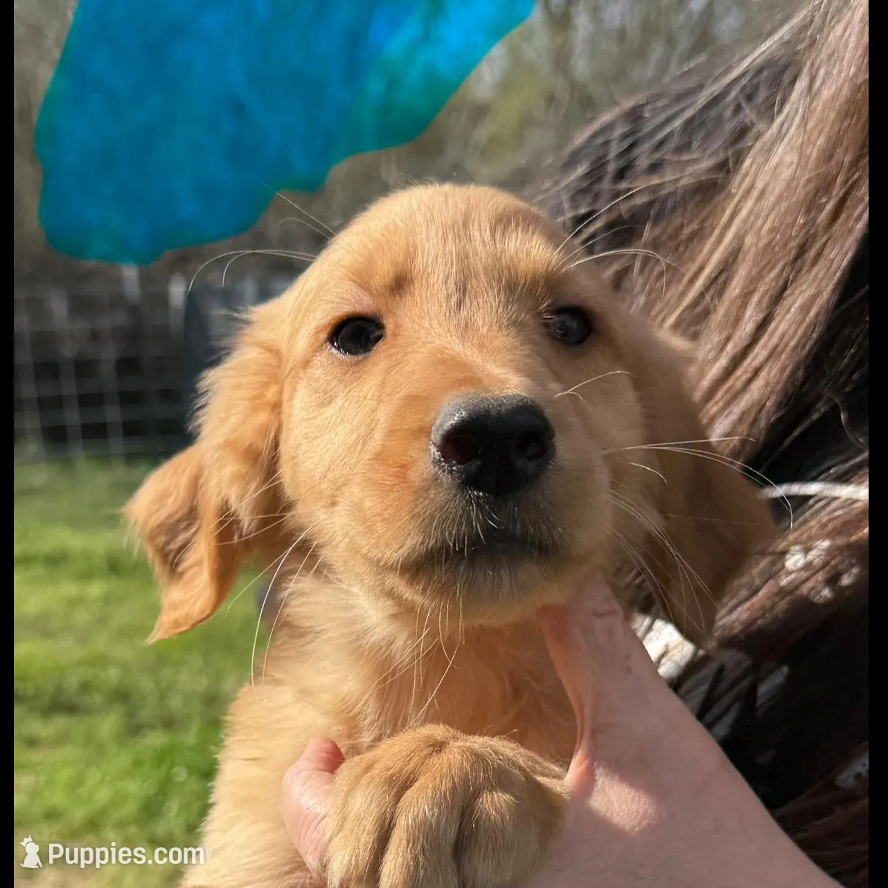 Light Blue Female – Great Pyrenees, Golden Retriever puppy for sale in Sulphur Springs, TX