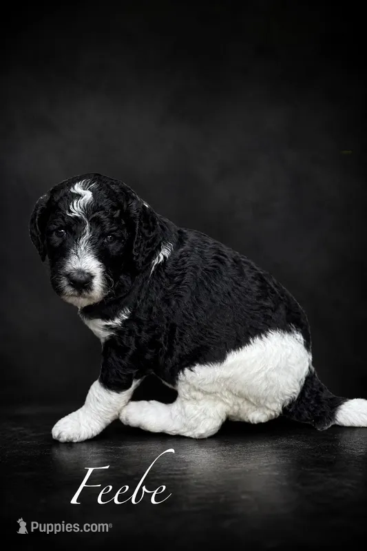 GiGi, a female Poodle - Multi-Colored Standard for sale in Ocala, FL – Photo 1 of 4