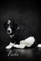 GiGi, a female Poodle - Multi-Colored Standard for sale in Ocala, FL – Photo 1 of 4