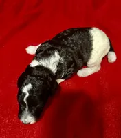 GiGi, a female Poodle - Multi-Colored Standard for sale in Ocala, FL – Photo 2 of 4