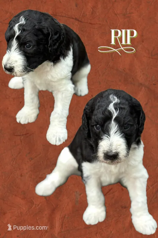 Rip  – Poodle - Multi-Colored Standard puppy for sale in Ocala, FL