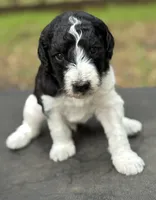 Rip , a male Poodle - Multi-Colored Standard for sale in Ocala, FL – Photo 5 of 7
