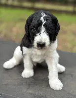 Rip , a male Poodle - Multi-Colored Standard for sale in Ocala, FL – Photo 2 of 7