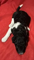 Feebe, a female Poodle - Multi-Colored Standard for sale in Ocala, FL – Photo 6 of 6
