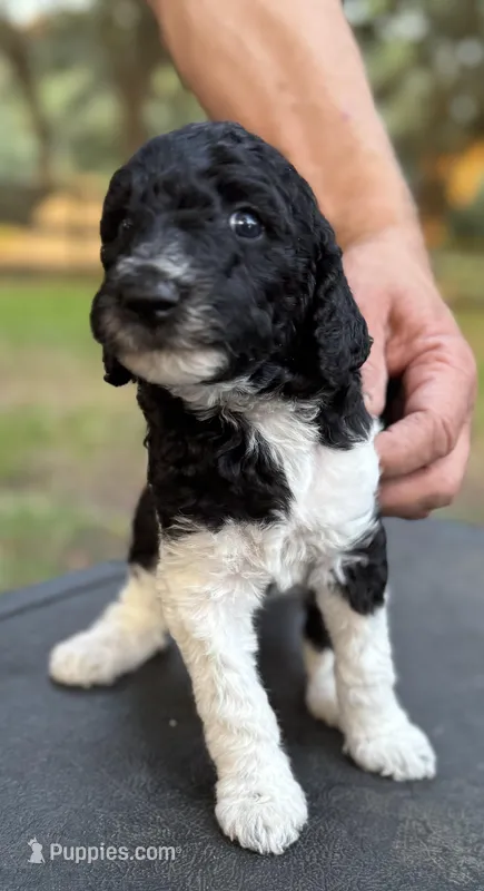 Feebe – Poodle - Multi-Colored Standard puppy for sale in Ocala, FL