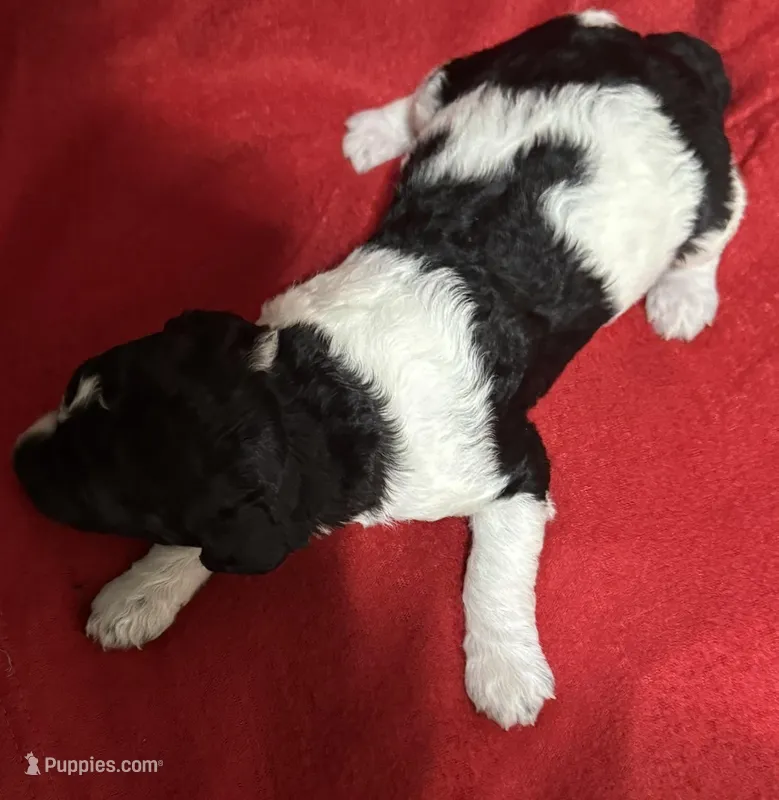 Diggi – Poodle - Multi-Colored Standard puppy for sale in Ocala, FL