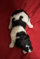 Diggi, a male Poodle - Multi-Colored Standard for sale in Ocala, FL – Photo 2 of 2