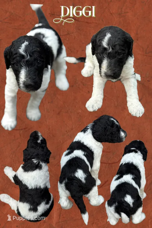 Diggi – Poodle - Multi-Colored Standard puppy for sale in Ocala, FL