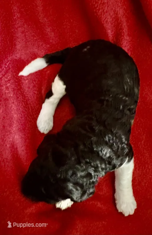 Belle – Poodle - Multi-Colored Standard puppy for sale in Ocala, FL