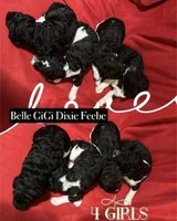Belle, a female Poodle - Multi-Colored Standard for sale in Ocala, FL – Photo 2 of 2