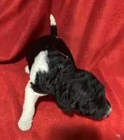 Dixie, a female Poodle - Multi-Colored Standard for sale in Ocala, FL – Photo 4 of 4