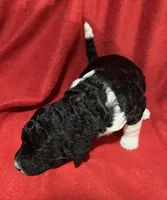 Dixie, a female Poodle - Multi-Colored Standard for sale in Ocala, FL – Photo 3 of 4