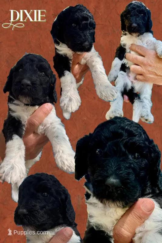 Dixie – Poodle - Multi-Colored Standard puppy for sale in Ocala, FL