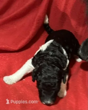 Dixie – Poodle - Multi-Colored Standard puppy for sale in Ocala, FL