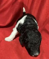 Dixie, a female Poodle - Multi-Colored Standard for sale in Ocala, FL – Photo 2 of 4