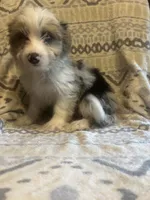 Theo, a male Yorkshire Terrier for sale in Ozark, AR – 3 of 3