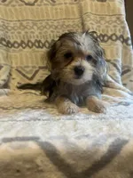 Simon, a male Yorkshire Terrier for sale in Ozark, AR – 2 of 2