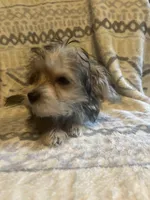Alvin, a male Yorkshire Terrier for sale in Ozark, AR – 2 of 2