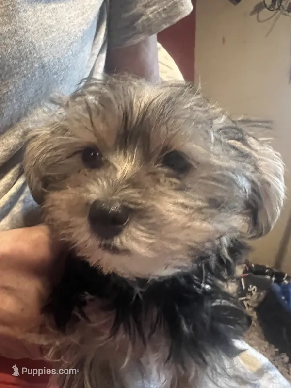 Simon – Yorkshire Terrier puppy for sale in Ozark, AR