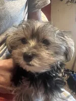 Simon, a male Yorkshire Terrier for sale in Ozark, AR – 1 of 2
