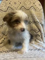 Theo, a male Yorkshire Terrier for sale in Ozark, AR – 2 of 3