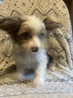 Theo, a male Yorkshire Terrier for sale in Ozark, AR – 1 of 3
