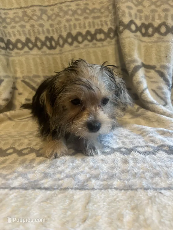 Alvin – Yorkshire Terrier puppy for sale in Ozark, AR
