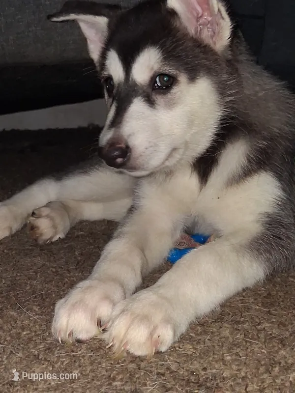 Dianna  – Siberian Husky puppy for sale in Allentown, PA