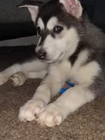 Dianna , a female Siberian Husky for sale in Allentown, PA – 1 of 5