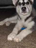 Dianna , a female Siberian Husky for sale in Allentown, PA – 2 of 5