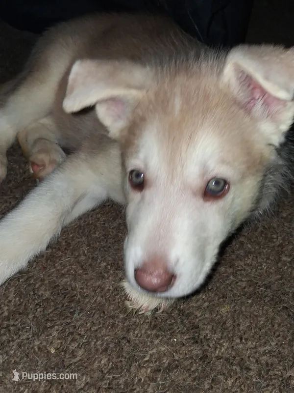 Polar Bear – Siberian Husky puppy for sale in Allentown, PA