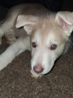 Polar Bear, a male Siberian Husky for sale in Allentown, PA – 1 of 3