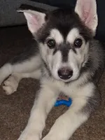 Dianna , a female Siberian Husky for sale in Allentown, PA – 4 of 5