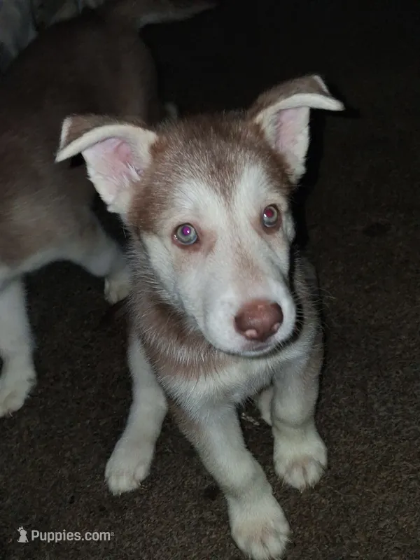 Bolt – Siberian Husky puppy for sale in Allentown, PA