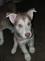 Bolt, a male Siberian Husky for sale in Allentown, PA – 1 of 3
