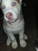 King, a male Siberian Husky for sale in Allentown, PA – 2 of 2