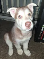 Bolt, a male Siberian Husky for sale in Allentown, PA – 3 of 3