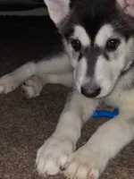 Dianna , a female Siberian Husky for sale in Allentown, PA – 5 of 5