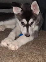 Dianna , a female Siberian Husky for sale in Allentown, PA – 3 of 5