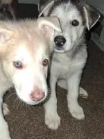 Polar Bear, a male Siberian Husky for sale in Allentown, PA – 2 of 3