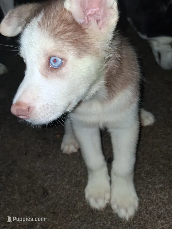 King – Siberian Husky puppy for sale in Allentown, PA