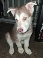 Bolt, a male Siberian Husky for sale in Allentown, PA – 2 of 3