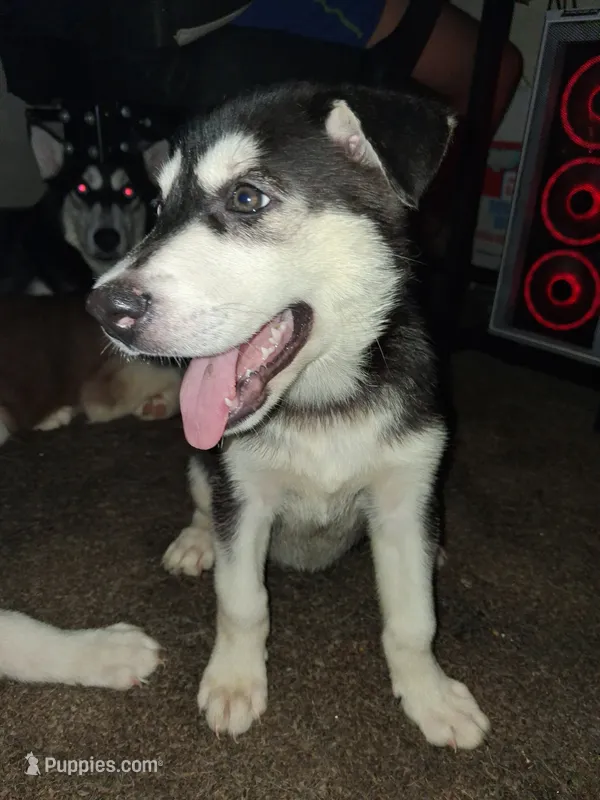 Barda – Siberian Husky puppy for sale in Allentown, PA