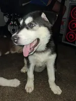 Barda, a female Siberian Husky for sale in Allentown, PA – 1 of 1