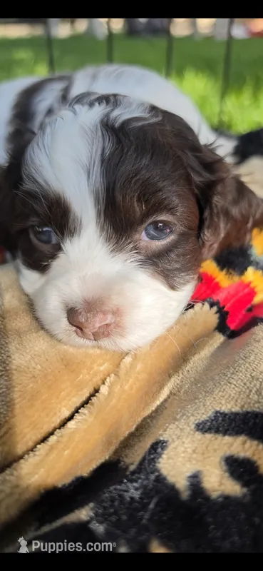Tootsie – Cocker Spaniel, Poodle - Miniature  puppy for sale in Columbia Falls, MT