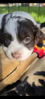 Tootsie, a female Cocker Spaniel and Poodle - Miniature  for sale in Columbia Falls, MT – 1 of 4