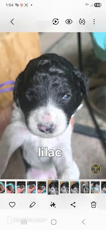 Lilac – Poodle - Standard  puppy for sale in Columbia Falls, MT