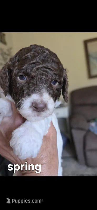 Lilac – Poodle - Standard  puppy for sale in Columbia Falls, MT