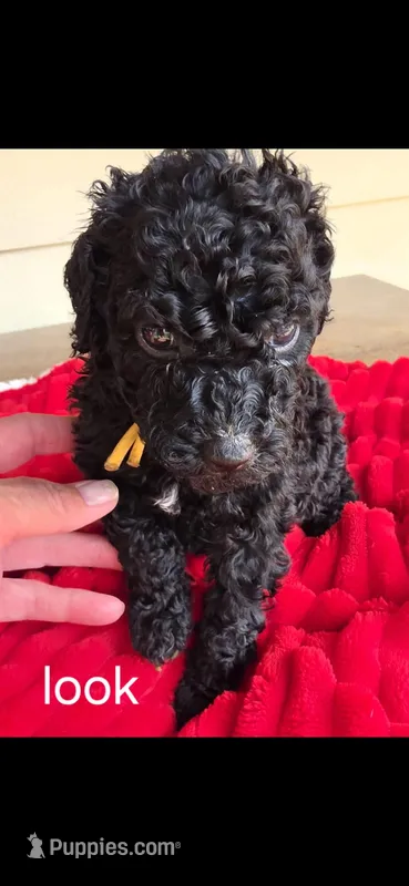 Look – Poodle - Standard  puppy for sale in Columbia Falls, MT